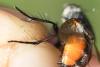 Peleteria rubescens